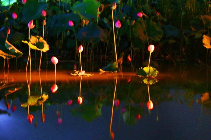 퍺����L(f��ng)��֮����ҹɫ 