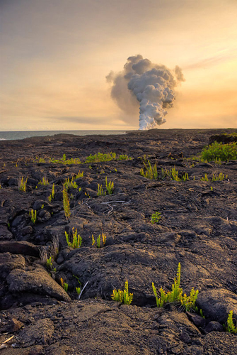 Lava Ferns