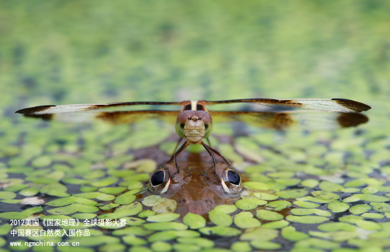 ��Ȼ�һ�Ȫ���С����