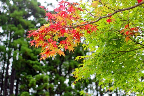 ���ֲ������ղ��y