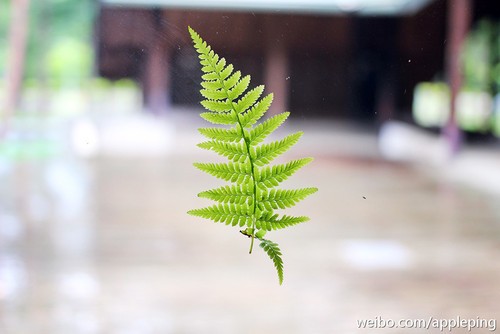 ���ֲ������ղ��y