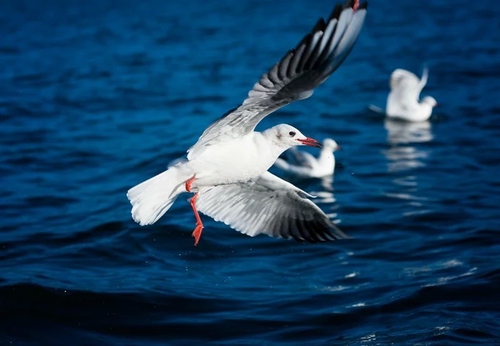 初學(xué)攝影怎樣選擇鏡頭 初學(xué)攝影怎樣選擇鏡頭