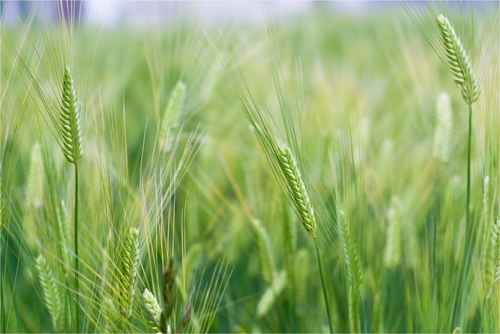 天下武功唯快不破 被小覷的A6000使用心得 天下武功唯快不破 被小覷的A6000使用心得