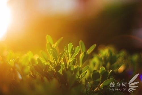 用好黃金時段的光線 渲染獨特的照片氛圍 用好黃金時段的光線 渲染獨特的照片氛圍