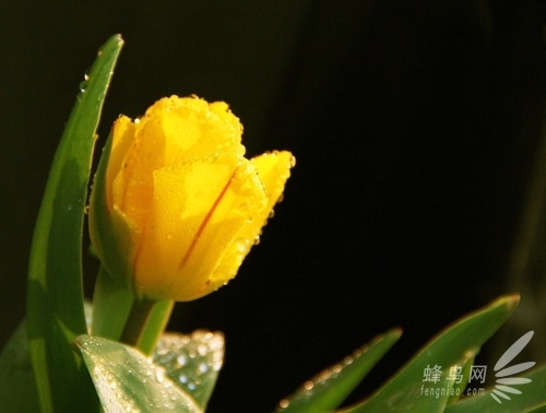 用好黃金時段的光線 渲染獨特的照片氛圍 用好黃金時段的光線 渲染獨特的照片氛圍