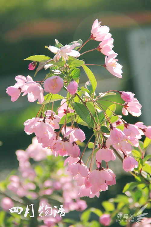 用好黃金時段的光線 渲染獨特的照片氛圍 用好黃金時段的光線 渲染獨特的照片氛圍
