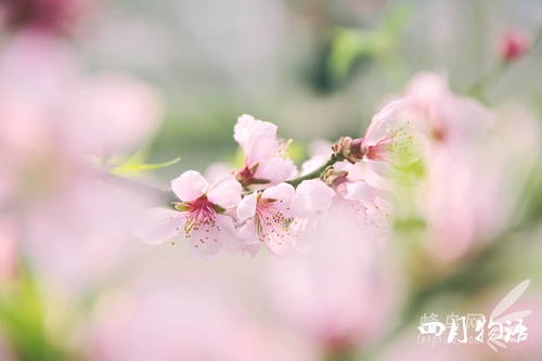 用好黃金時段的光線 渲染獨特的照片氛圍 用好黃金時段的光線 渲染獨特的照片氛圍