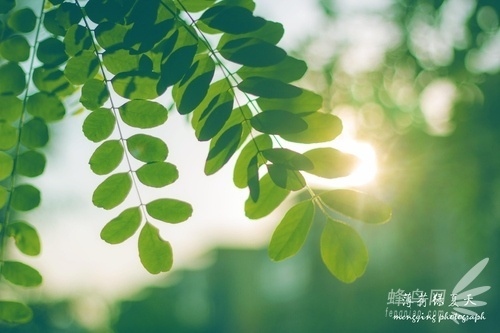 用好黃金時段的光線 渲染獨特的照片氛圍 用好黃金時段的光線 渲染獨特的照片氛圍