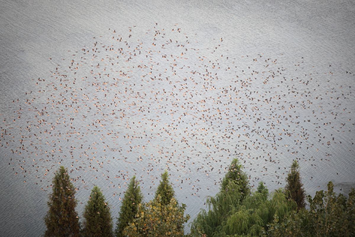 �f(w��n)�B�w��09