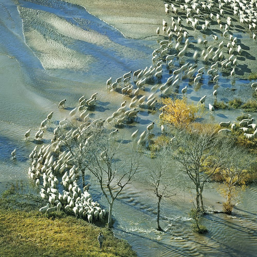 壩上晨牧.jpg 壩上晨牧.jpg