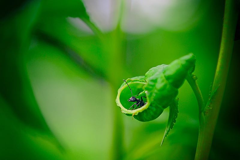 ÿ��(g��)�˶������һ��(g��)�����Լ��ļ����@ֻΛρ���@Ƭ�~�Ӯ�(d��ng)�����Լ��ļҡ�