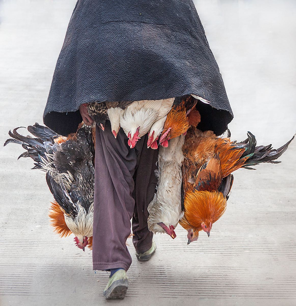 �Ĕz��2013�� 1�·��Ĵ���ɽ�ݲ��Ͽh�ļ�������һλ����������b�����ӣ����g������������ʮֻ�u���������s��ȥ��һ��(g��)��(ch��ng)����