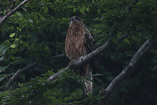 �������¿Ɍ��F��������-3EV���谵������Ҳ�ܜʴ_�Ԅӌ���