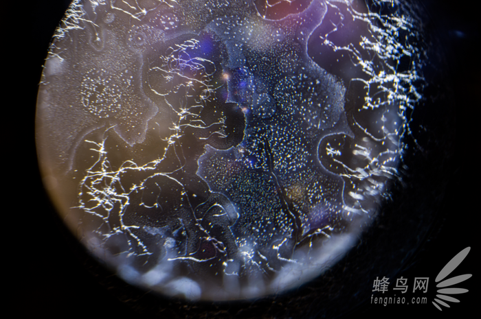 霉菌大作戰(zhàn)第一期 鏡頭發(fā)霉的成因與危害 霉菌大作戰(zhàn)第一期 鏡頭發(fā)霉的成因與危害