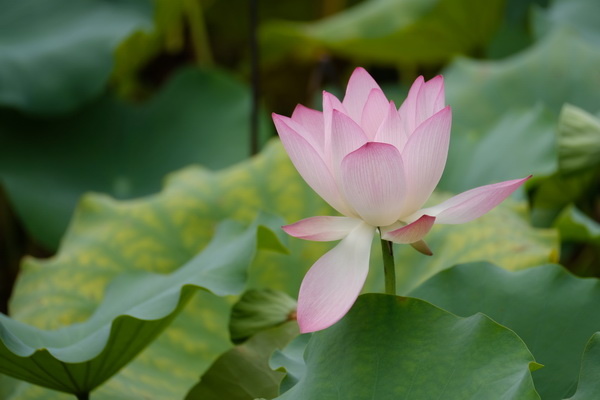 ��ʿX-T2�ӏ�