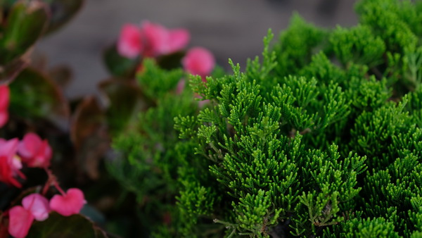 ��ʿX-T2�ӏ�