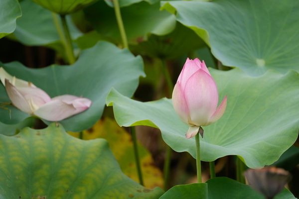 ��ʿX-T2�ӏ�