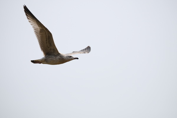 ��ʿX-T2�ӏ�