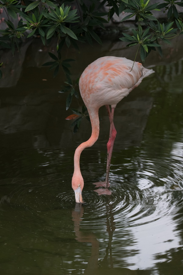 ��ʿX-T2�ӏ�