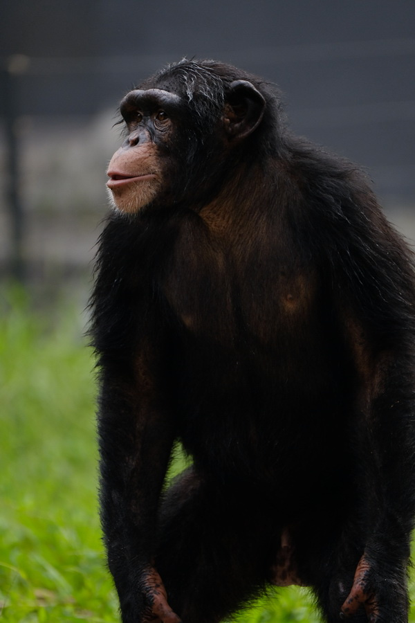 ��ʿX-T2�ӏ�