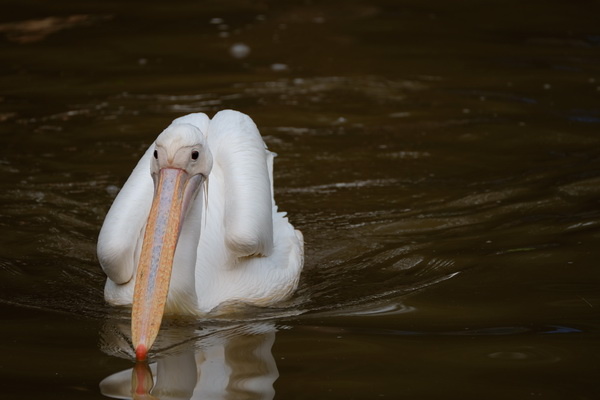 ��ʿX-T2�ӏ�